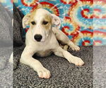 Small #4 Great Pyrenees Mix