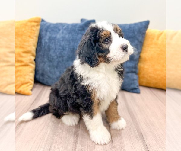 Medium Photo #4 Bernedoodle (Miniature) Puppy For Sale in DUNDEE, OH, USA