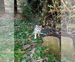 Small Photo #3 Wolf Hybrid Puppy For Sale in HARRISON, AR, USA