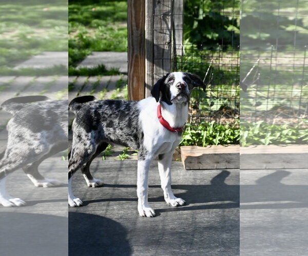 Medium Photo #5 Mutt Puppy For Sale in Wakefield, RI, USA