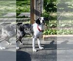Small #4 Mutt
