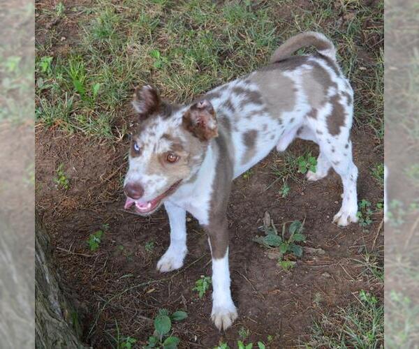 Medium Photo #1 Basenji-Unknown Mix Puppy For Sale in Murfreesboro, TN, USA