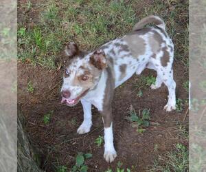 Basenji-Unknown Mix Dogs for adoption in Murfreesboro, TN, USA