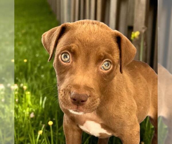 Medium Photo #1 Labrador Retriever-Unknown Mix Puppy For Sale in San Diego, CA, USA