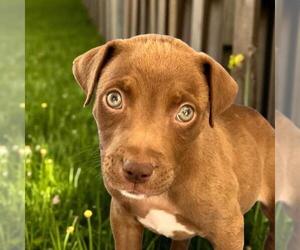 Labrador Retriever-Unknown Mix Dogs for adoption in San Diego, CA, USA