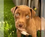 Small Labrador Retriever Mix