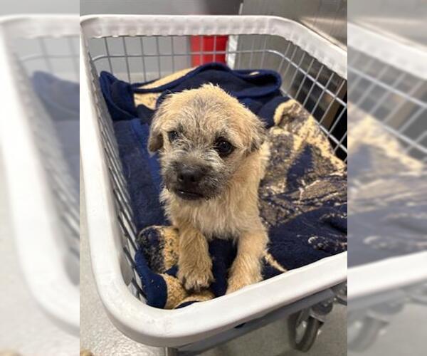 Medium Photo #1 Border Terrier-Unknown Mix Puppy For Sale in San Martin, CA, USA