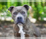 Small #1 American Staffordshire Terrier Mix