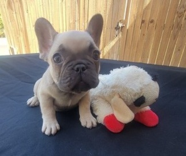 Medium Photo #4 French Bulldog Puppy For Sale in CORSICANA, TX, USA