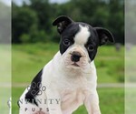 Small #3 Boston Terrier