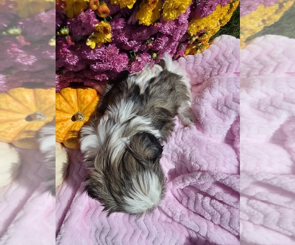 Medium Photo #2 Shih Tzu Puppy For Sale in BUFFALO, NY, USA