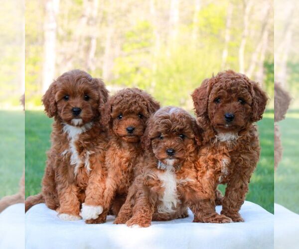 Medium Photo #3 Cavapoo (Miniature) Puppy For Sale in LITITZ, PA, USA