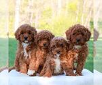 Small #2 Cavapoo (Miniature)