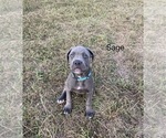 Small Photo #2 Cane Corso Puppy For Sale in MASON, IL, USA