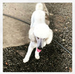 Small Photo #1 Sheepadoodle Puppy For Sale in THOMASVILLE, GA, USA