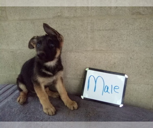 German Shepherd Dog Puppy for Sale in LOGAN, Ohio USA