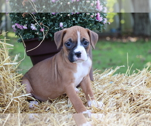 Boxer Puppy for sale in SHILOH, OH, USA