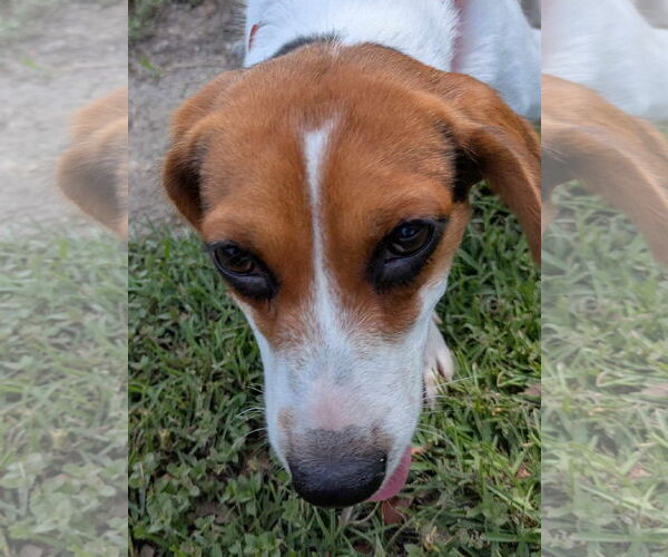 Medium Photo #10 Beagle Puppy For Sale in Dunnellon, FL, USA