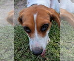 Small #9 Beagle
