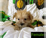 Small Photo #1 Morkie Puppy For Sale in AMSTERDAM, MO, USA