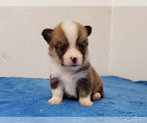 Medium Photo #5 Pembroke Welsh Corgi Puppy For Sale in CLARK, MO, USA