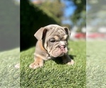 Small Photo #12 English Bulldog Puppy For Sale in STUDIO CITY, CA, USA