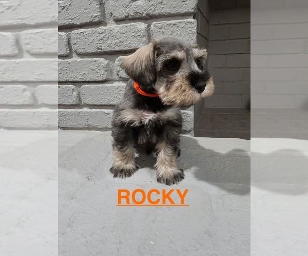 Medium Photo #5 Schnauzer (Miniature) Puppy For Sale in GILROY, CA, USA