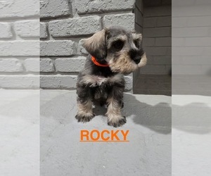 Medium Schnauzer (Miniature)