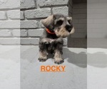 Puppy 4 Schnauzer (Miniature)