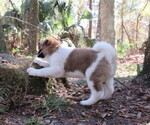 Small Photo #4 Akita Puppy For Sale in INGLIS, FL, USA