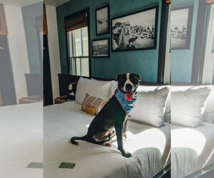 Preston - Male Mutt Dog for Adoption - Photo #3