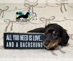 Small #3 Dachshund