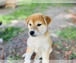 Small Photo #11 Shiba Inu Puppy For Sale in FREMONT, CA, USA