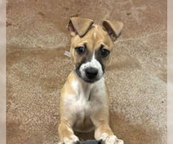 Medium Photo #1 Mutt Puppy For Sale in Salinas, CA, USA
