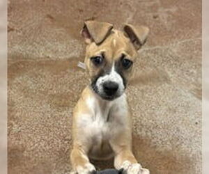 Mutt Dogs for adoption in Salinas, CA, USA