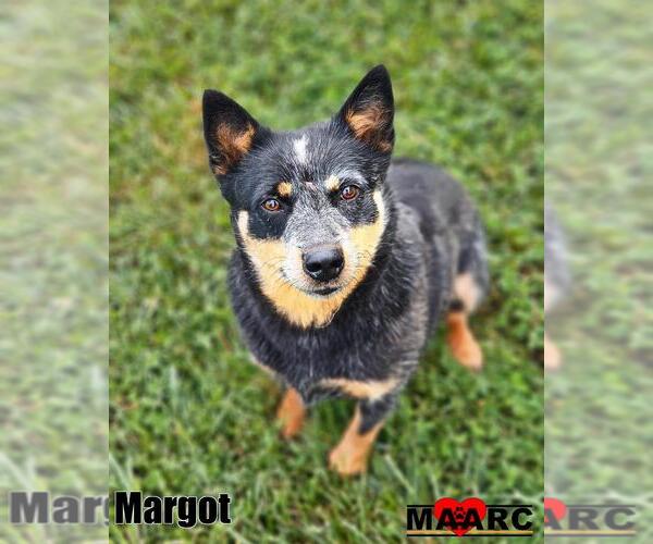 Medium Photo #1 Mutt Puppy For Sale in Maryville, TN, USA
