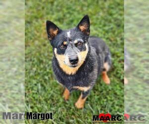 Mutt Dogs for adoption in Maryville, TN, USA