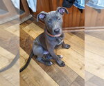 Small #3 Mutt