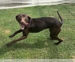 Small #1 Labrador Retriever Mix