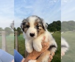 Puppy Breeze Australian Shepherd