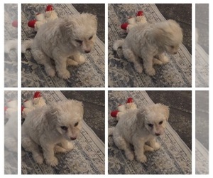 Maltipoo Puppy for Sale in TEMECULA, California USA