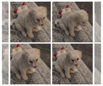 Small Maltipoo