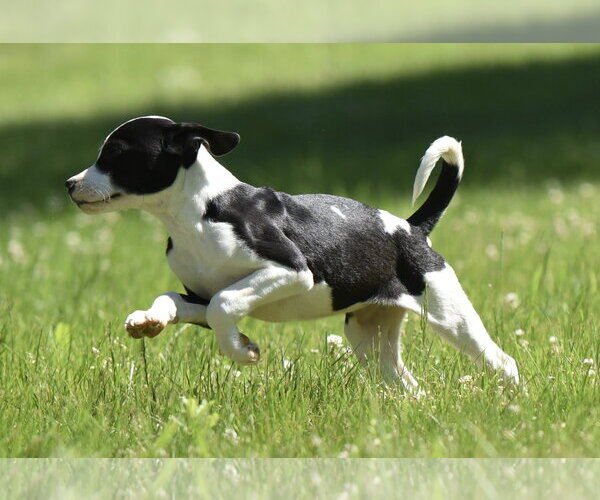 Medium Photo #5 Shepradors Puppy For Sale in Mechanicsburg, PA, USA