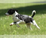 Small #4 Shepradors