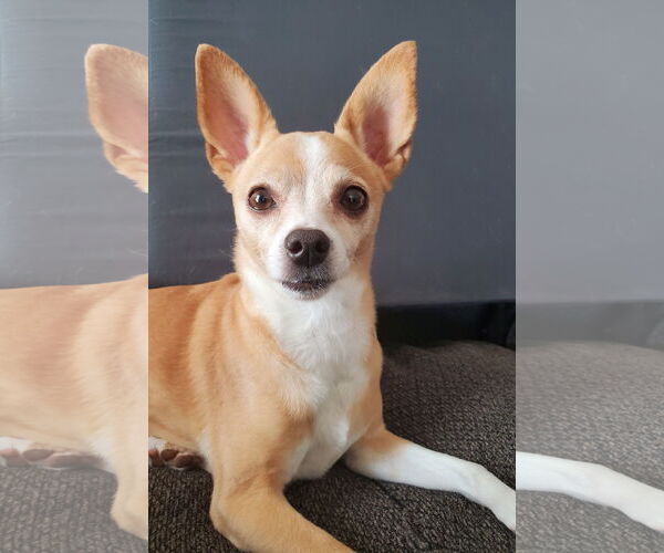 Medium Photo #4 Chihuahua Puppy For Sale in Temecula, CA, USA