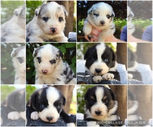 Australian Shepherd Puppy for Sale in ACTON, California USA