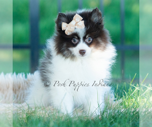 Medium Photo #17 Pomeranian Puppy For Sale in WARSAW, IN, USA