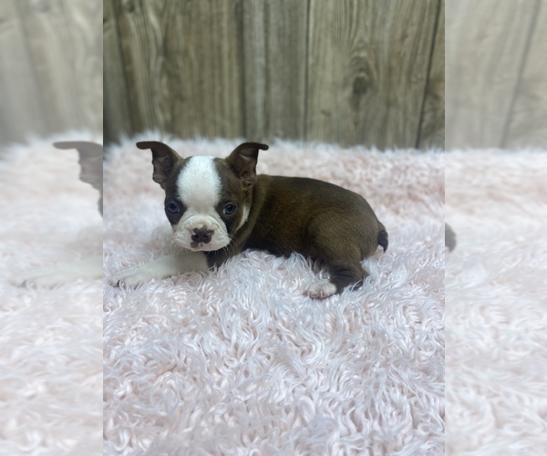 Medium Photo #5 Boston Terrier Puppy For Sale in MYRTLE, MO, USA