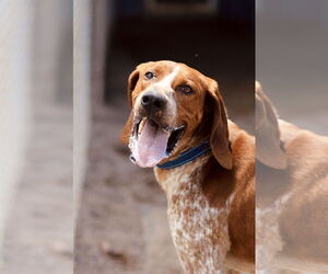 Mutt Dogs for adoption in Webster, WI, USA