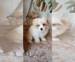 Benny - Male Shorkie Tzu Puppy for Sale - Photo #2